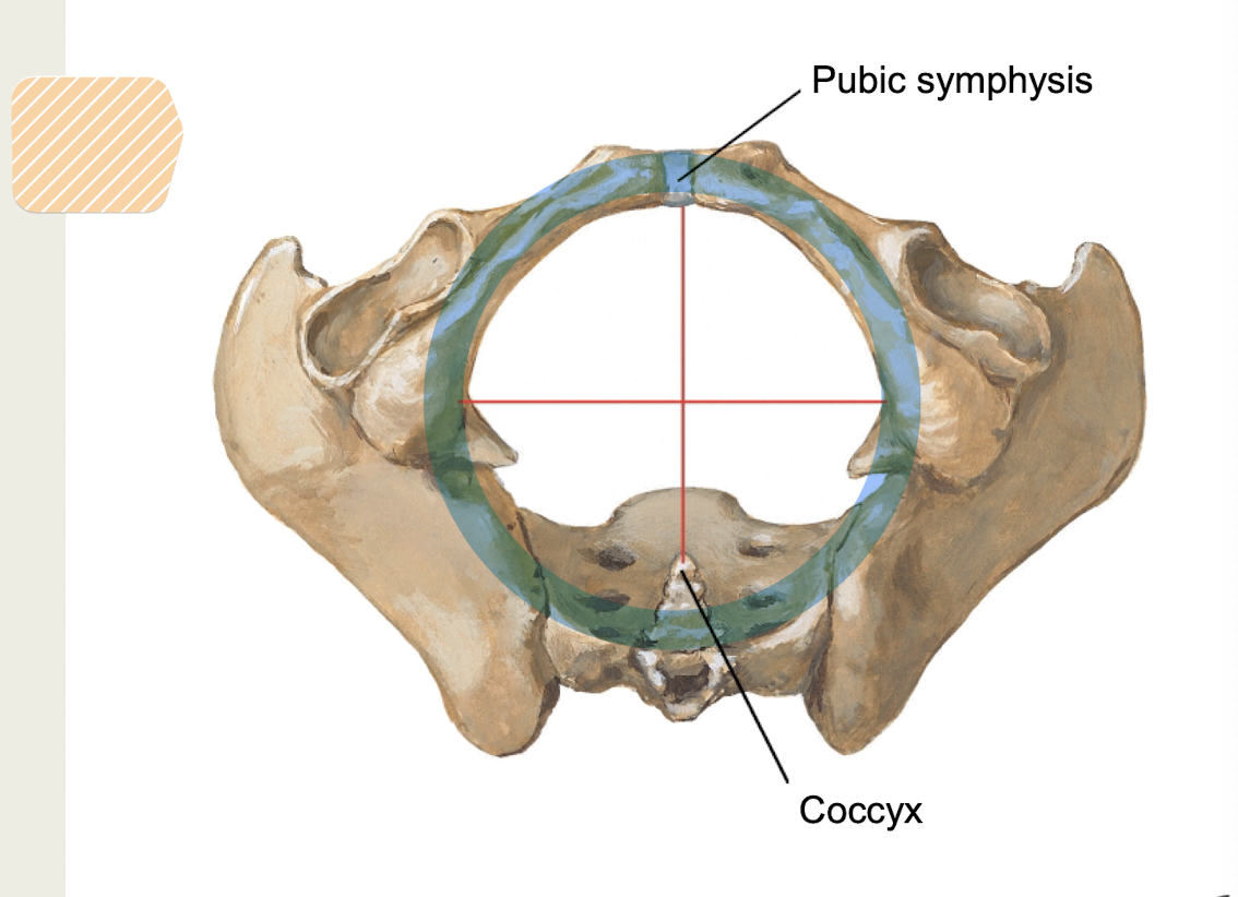 <p><span>inferior margin of pubic symphysis, ischial tuberosity, sacrotuberous ligament, tip of coccyx</span></p>