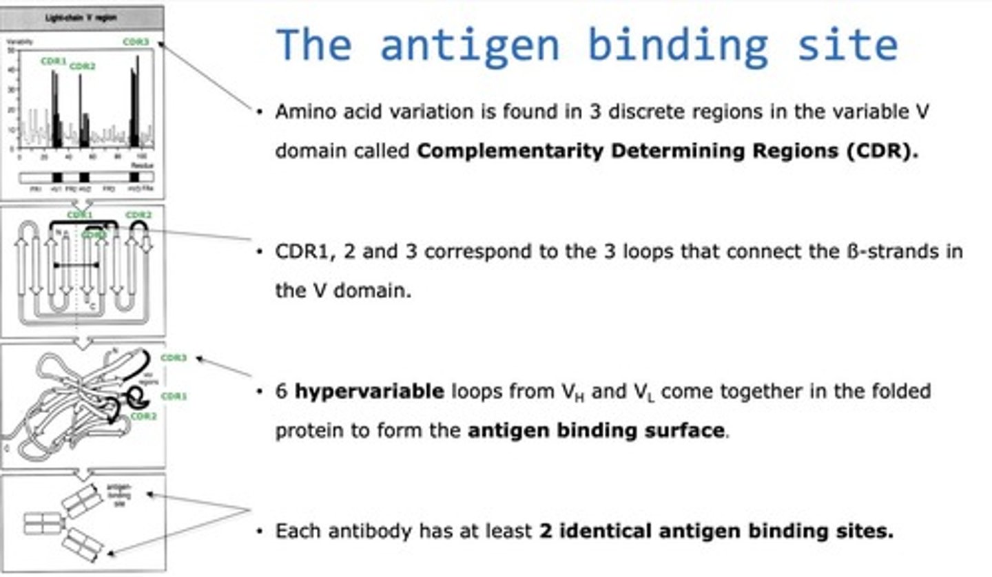 <p>Region on antibody that specifically binds to antigens.</p>