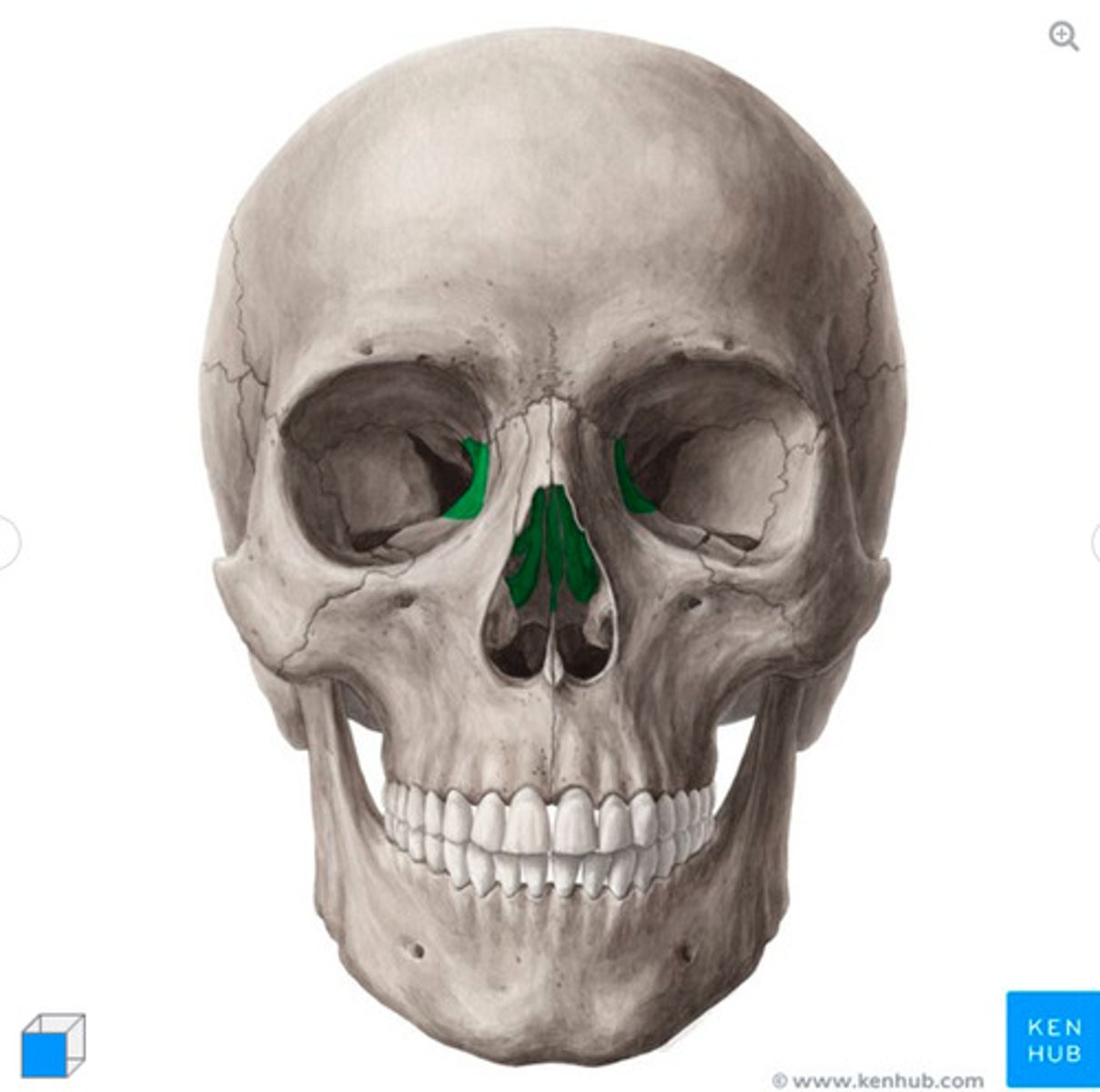 <p>what bone is this?</p>