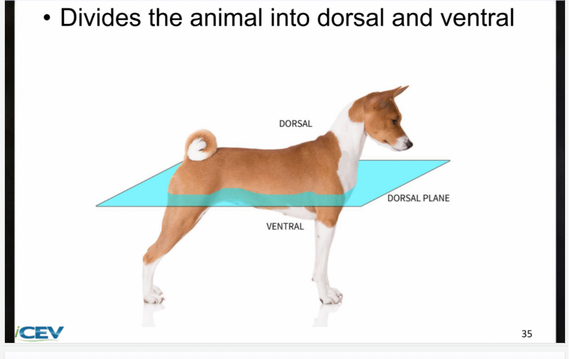 <p><span>Divides the animal into dorsal and ventral</span></p>