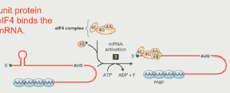 <ul><li><p>A collection of smaller subunits that include the cap-binding eIF4E, eIF4A, eIF4B and eIF4G</p></li><li><p>cap binding protein is critical as it associates with the 5’ cap, indicating that that mRNA is ready to be be translated</p></li></ul><p></p>