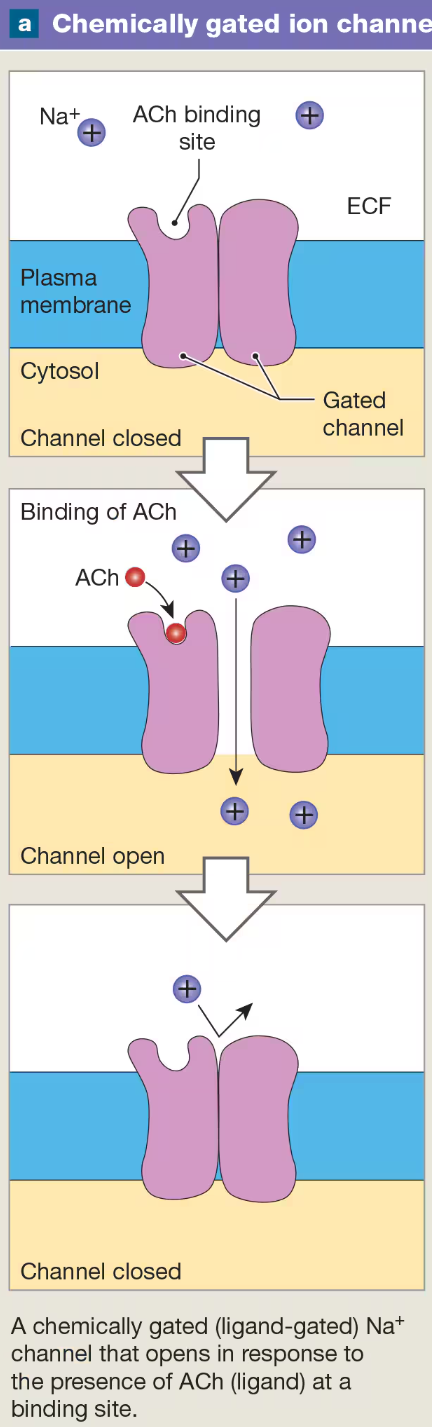 <p>open or close when they bind to specific chemicals or ligands (i.e., neurotransmitters)</p><p>found on soma (cell body) and dendrites of neurons</p>