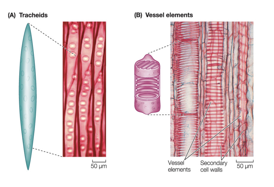 <ul><li><p><strong>vessel elements:</strong> a specialized type of xylem cell found in angiosperms</p></li><li><p><span><span>specialized, non-living, tube-like cells in the xylem of angiosperms and some gymnosperms that conduct water and nutrients from roots to leaves</span></span></p></li></ul><p></p>