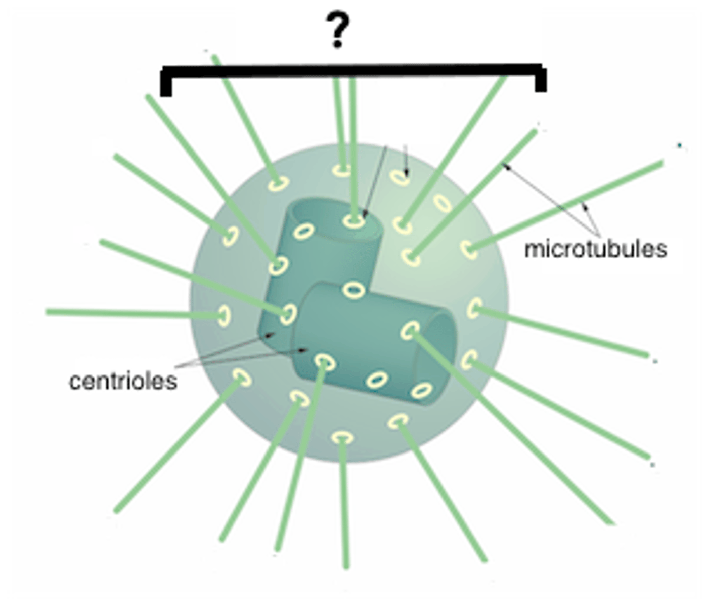 <p>Contain the centrioles and move to opposite sides of the cell during cell reproduction.</p>