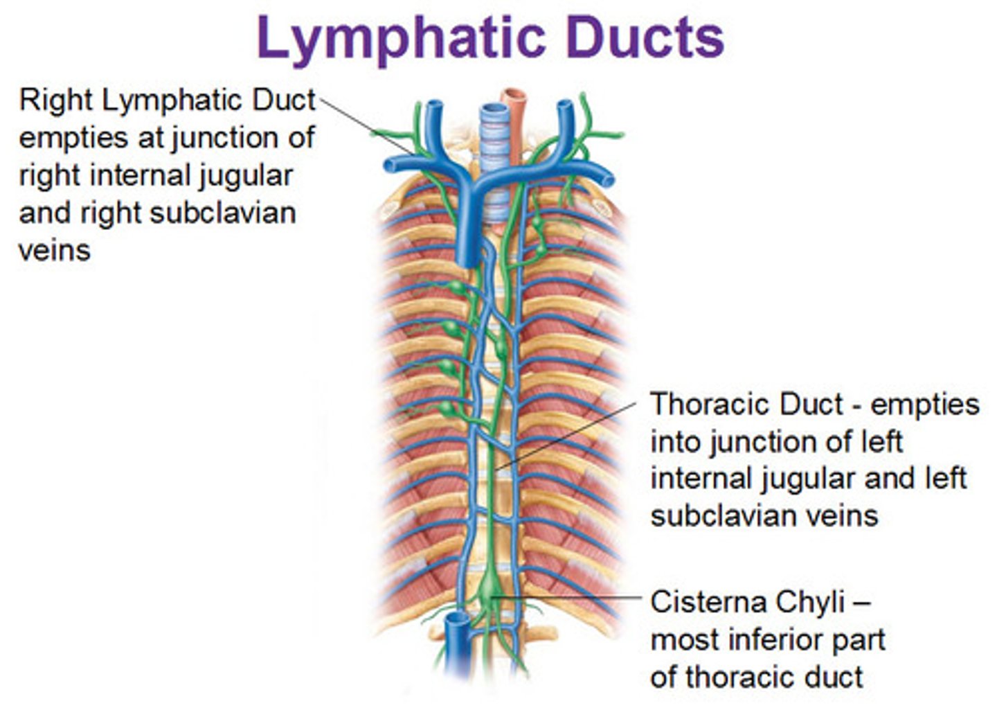 <p>jugular, subclavian, and bronchomediastinal lymphatic trunks</p>
