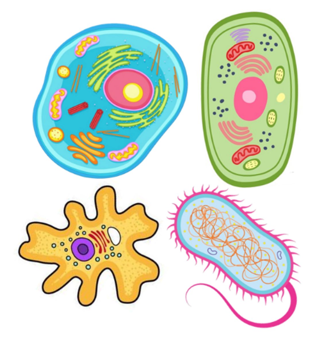 <p>the basic unit of all living organisms (plants, animals, protozoa, & bacteria), capable of performing all basic functions of life</p>