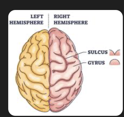 <p>Elevated ridges on the brain </p>