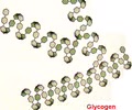 <p><span>A polysaccharide found in animals, consisting of a branched chain of glucose with many points for hydrolysis, which increases the release of glucose.</span></p>