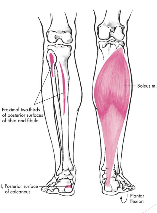 <p>Soleus</p>