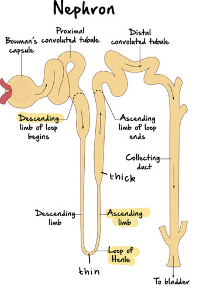 <p>ascending and descending limbs that are continuous at a hairpin turn within the medulla </p>
