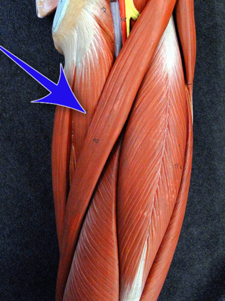 <p>adducts thigh</p>