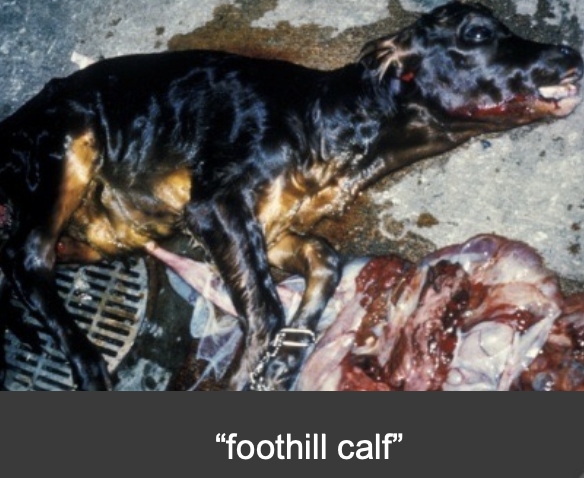 <p>late (6-9 months) term abortion</p>