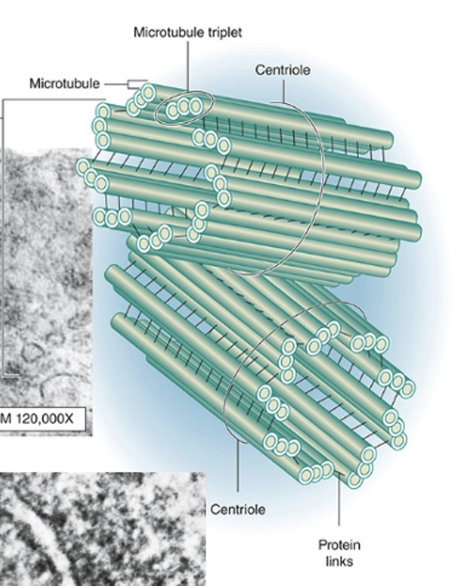 <p>What happens to centrosomes during S phase?</p>