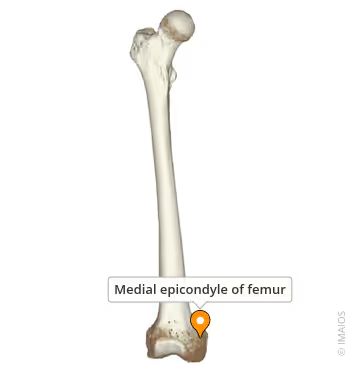 <ul><li><p>the medial side lowk bigger rmr for position</p><p></p></li></ul><p></p>