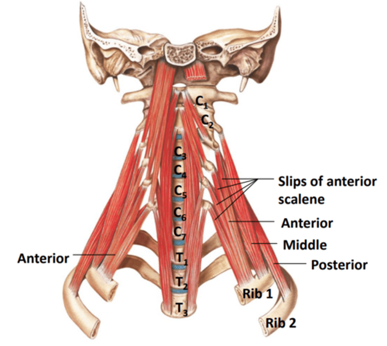 <p>Origin:</p><p>transverse processes C2-C7</p><p>Insertion:</p><p>- anterior and middle - 1st rib</p><p>- posterior - 2nd rib</p><p>Action:</p><p>flexes and side bends the neck; elevates ribs 1 &amp; 2 [aids in inhalation]</p>