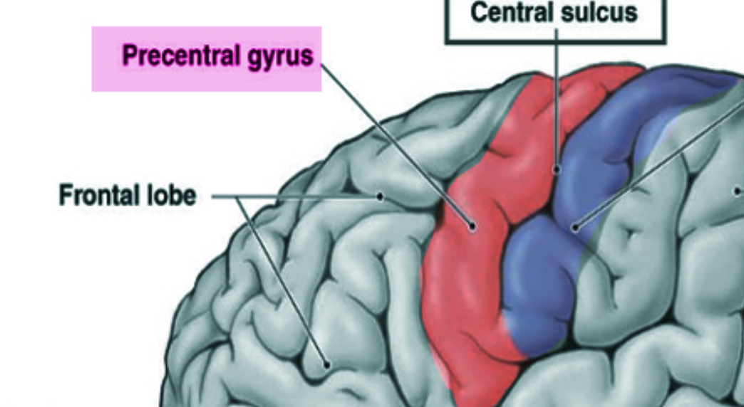 <p>Precentral gyrus (primary motor cortex) </p>
