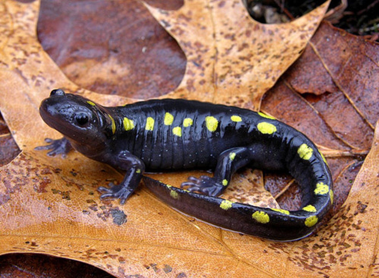 <p>Ambystoma maculatum</p>