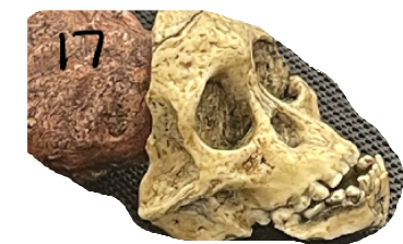 <p>Brain size?</p>