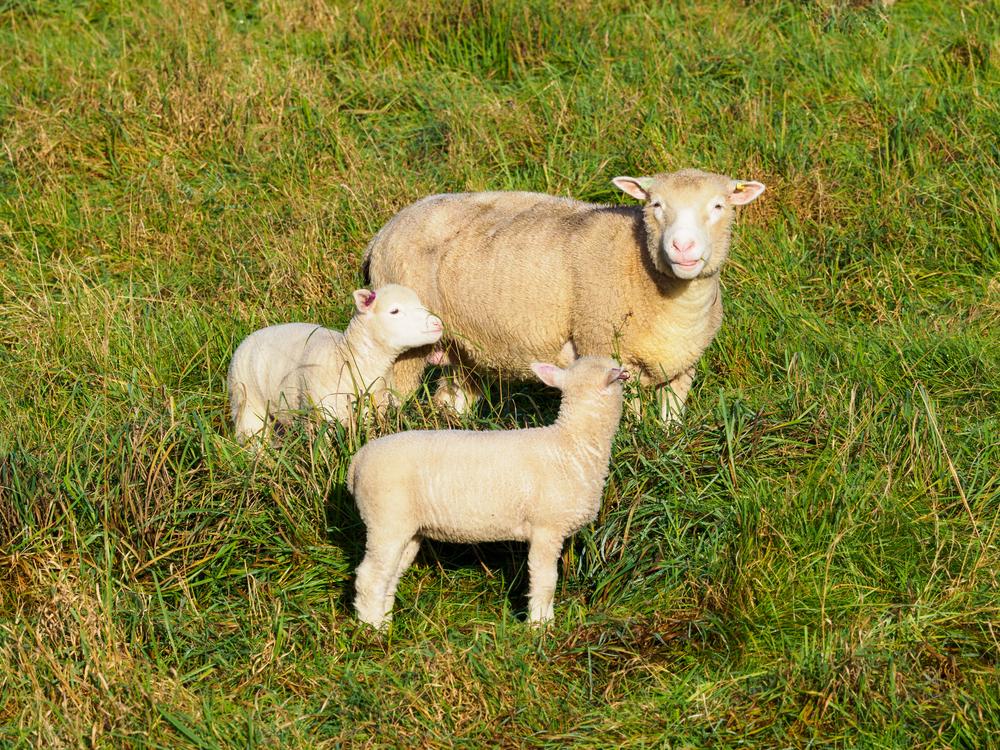 developed at north carolina state university, naturally hornless, high lambing rates, high milk production, a maternal breed 