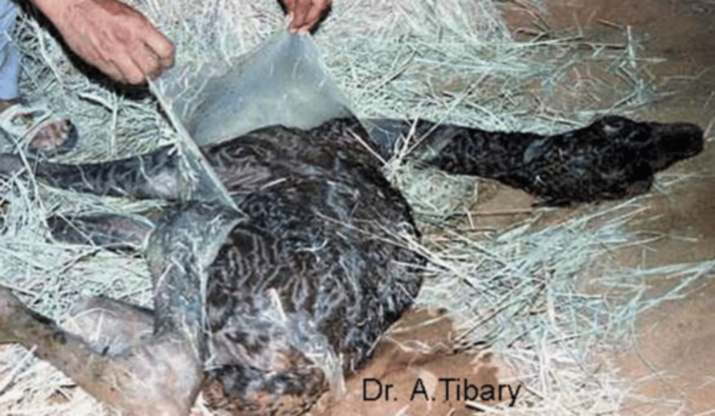 <p>Epidermal membrane in alpacas </p>