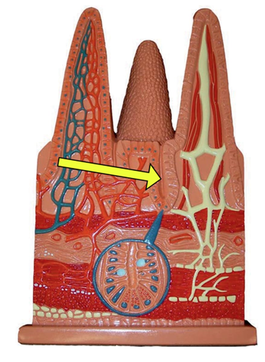 <p>-The indent that goes in under the cones</p>