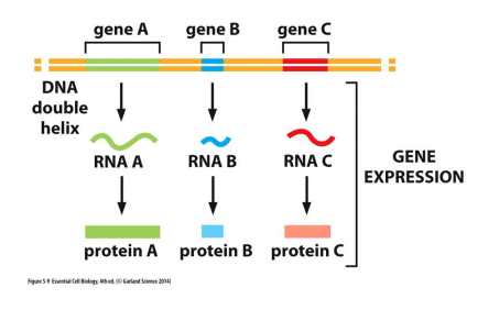 <ul><li><p>Genome</p></li><li><p>Gene</p></li></ul>