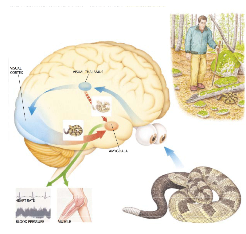 <p>conventional: Amygdala is responsible for the detecting of negative or threatening stimuli </p><p>Alternative view (Paul Whalen and colleagues):</p><ul><li><p>The <strong>amygdala is involved in detecting unpredictable stimuli/uncertainty</strong></p><ul><li><p><strong>ventral for detecting negative/harmful events</strong></p></li><li><p><strong>dorsal for detecting umpredicatbililty</strong></p><ul><li><p>Fear conditioning has both uncertainty (and unpredictability) as well as threat components </p></li></ul></li></ul></li></ul><p></p>