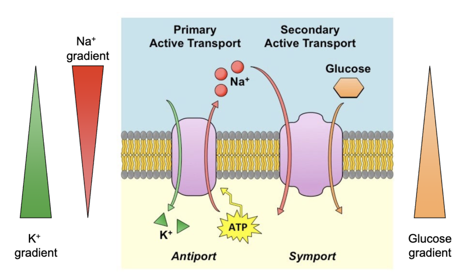 <p>No direct input of energy required but depends on the electrochemical difference established by primary active transport</p><p>“coupled” transport</p>