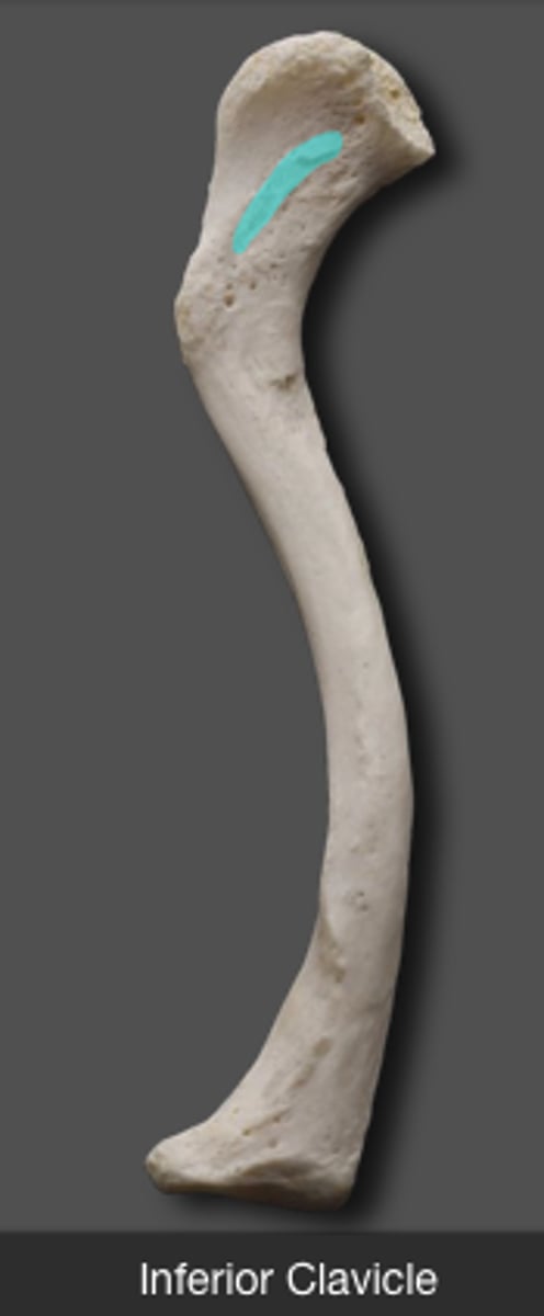 <p>Ridge on clavicle for trapezoid ligament attachment.</p>