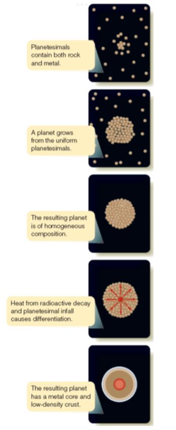 <ol><li><p><span><span>Initially grew only by attracting &amp; accumulating solid bits of rock, metal &amp; ice because they did not have enough gravity to capture/hold large amounts of gas</span></span></p></li><li><p><span><span>Once a protoplanet approached a size of 15 earth masses, it could begin to grow by gravitational collapse</span></span></p></li></ol><ul><li><p><span><span>gravitational collapse: the stage in formation when a planet grows massive enough to begin capturing gas directly from the nebula around it</span></span></p></li></ul><ol start="3"><li><p><span><span>Heat of formation: the heat released by the infall of matter during the formation of a planetary body</span></span></p></li></ol><ul><li><p><span><span>planets also begin to accumulate heat in its interior from the decay of short-lived radioactive elements</span></span></p></li><li><p><span><span>these 2 heating sources would’ve eventually have melted the planet and allowed it to differentiate</span></span></p></li></ul><ol start="4"><li><p><span><span>Differentiation: the separation of planetary material according to density</span></span></p></li></ol><ul><li><p><span><span>after a planet melted, the heave metals plus elements chemically attracted to them would settle to the core, while lighter silicates floated to the surface to form a low-density crust</span></span></p></li></ul><ol start="5"><li><p><span><span>Outgassing: the release of gases from a planet’s interior to create an atmosphere</span></span></p></li></ol><ul><li><p><span><span>astronomers hypothesize that some of Earth’s water &amp; atmosphere may have accumulated late in formation as Earth swept up volatile-rich planetesimals, supplementing outgassing&nbsp; (icy planetesimals would have formed in the outer parts of the solar nebula and could have been scattered toward the Terrestrial planets by the gravitational influence of Jovian planets)</span></span></p></li></ul><ol start="6"><li><p><span><span>Jovian planets would have grown faster than Terrestrial planets and quickly become massive enough to begin even faster growth by gravitational collapse, drawing in large amounts of gas from the solar nebula</span></span></p></li></ol><ul><li><p><span><span>would’ve formed before the Sun was hot enough to blow away the gas in the solar nebula</span></span></p></li></ul><p></p>