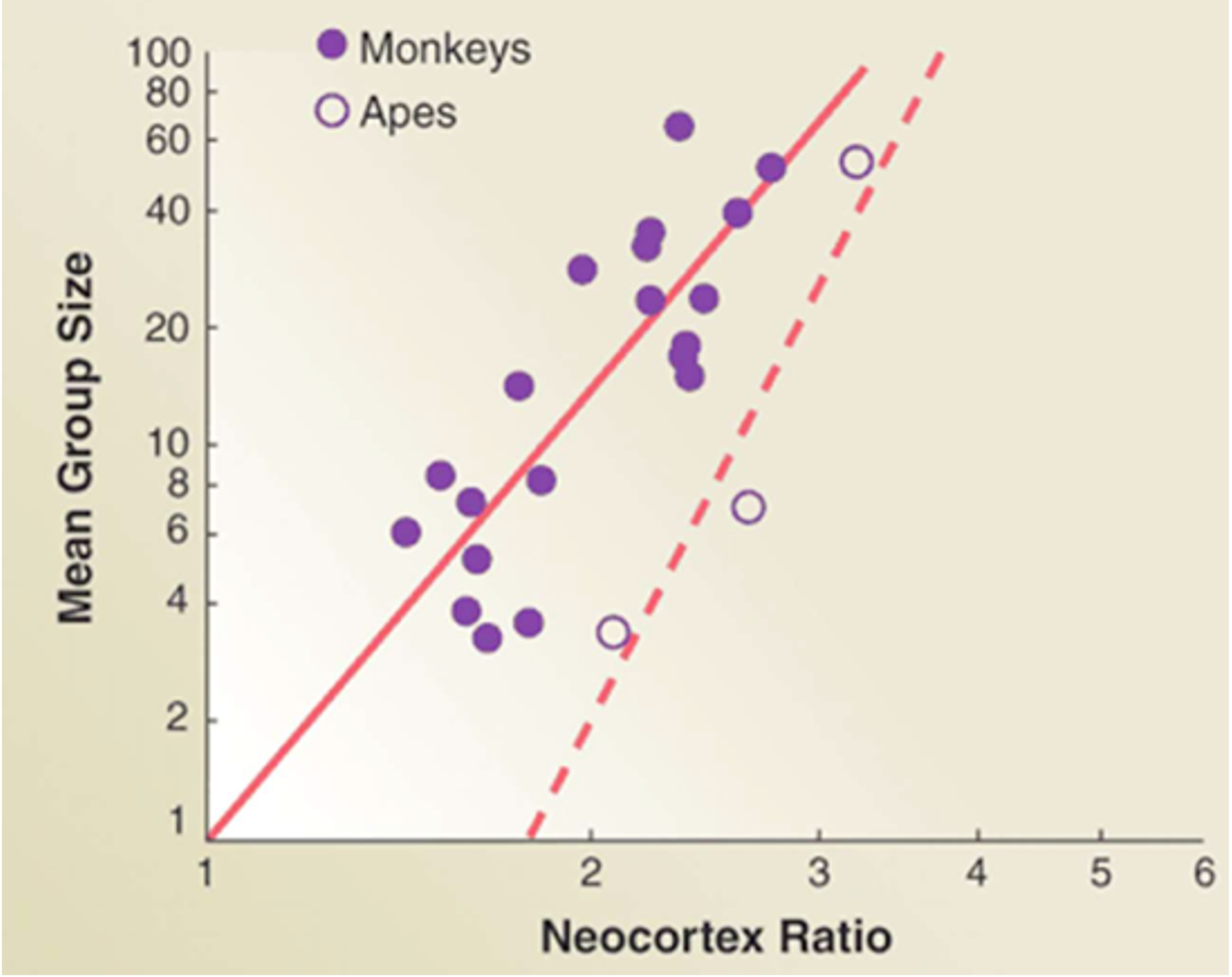 <p>The Social Brain Hypothesis (Dunbar)</p>