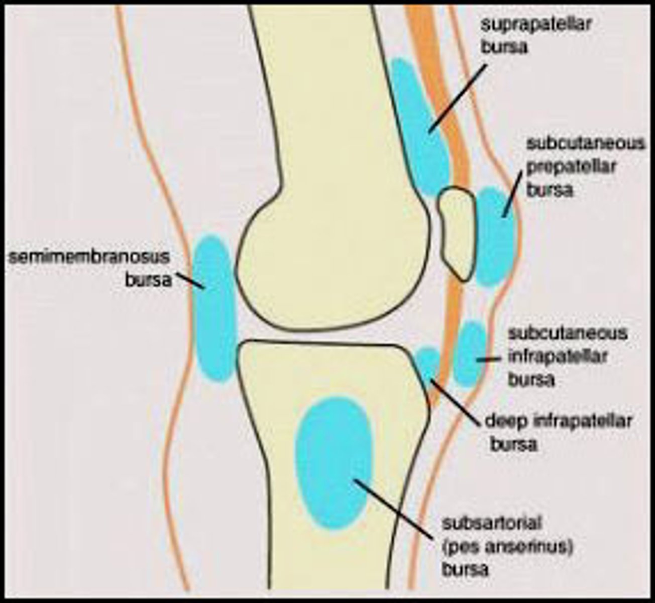 <p>suprapatellar bursa</p><p>infrapatellar bursa</p>