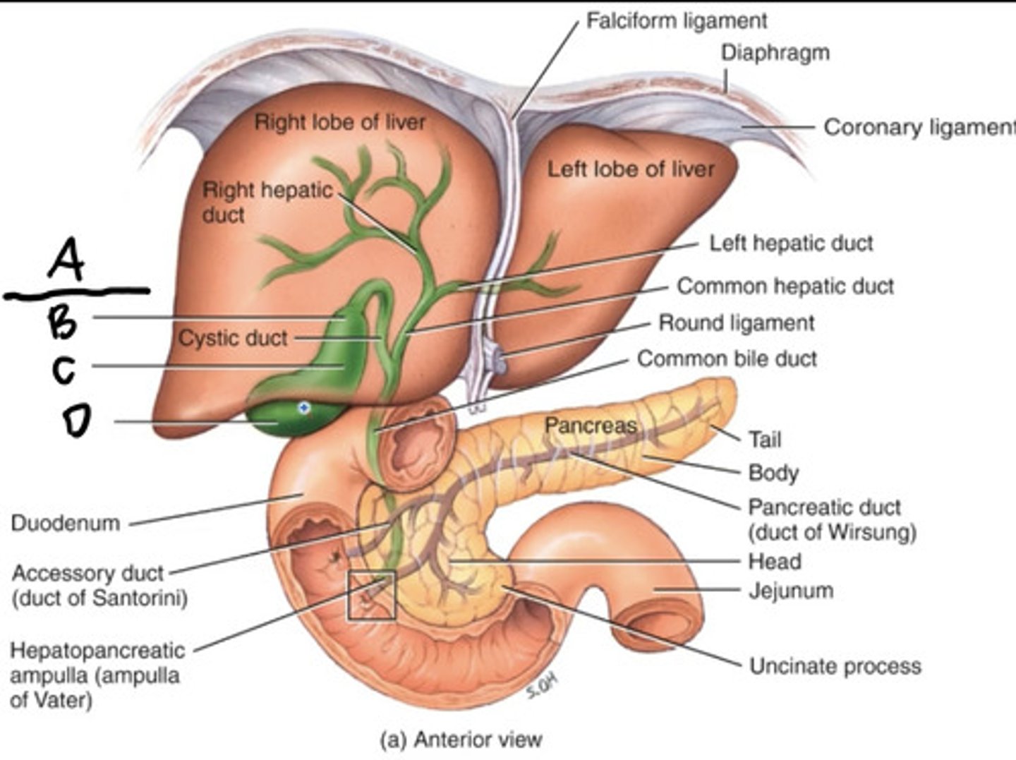 <p>The gallbladder consists of a broad ...............B.............., a central .............C................, and a tapering ............................. .</p>