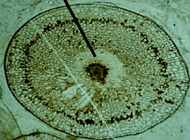 <p>1) parenchyma cells evolved into <strong><u>hydroid cells w some lignin</u></strong> (black dot)</p><p>2) A.M. switches from the base of the plant to the top in embryology</p><p>a) divides and creates the left and right branch</p><p><em>hydroid cells = elongated parenchyma cell</em></p>