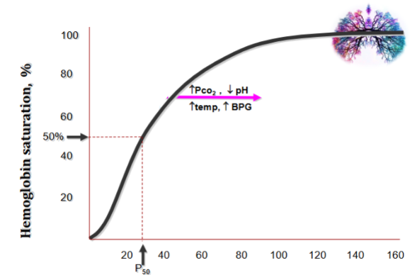 <p>Any time we need more oxygen to be released from haemoglobin for use in cells the graph moves to the right.</p><p>E.g. during exercise we need haemoglobin to be less saturated as we need it to give up oxygen more easily to the muscle</p><p>The temperature goes up - it goes up during exercise</p><p>Space under the graph = oxygen bound to Hb. Space over the graph = oxygen given up to tissues (if we move the graph right we decrease the area under the graph (O2 bound to Hb) and increase area above the graph (O2 given to tissues) which is what we want during exercise!)</p>