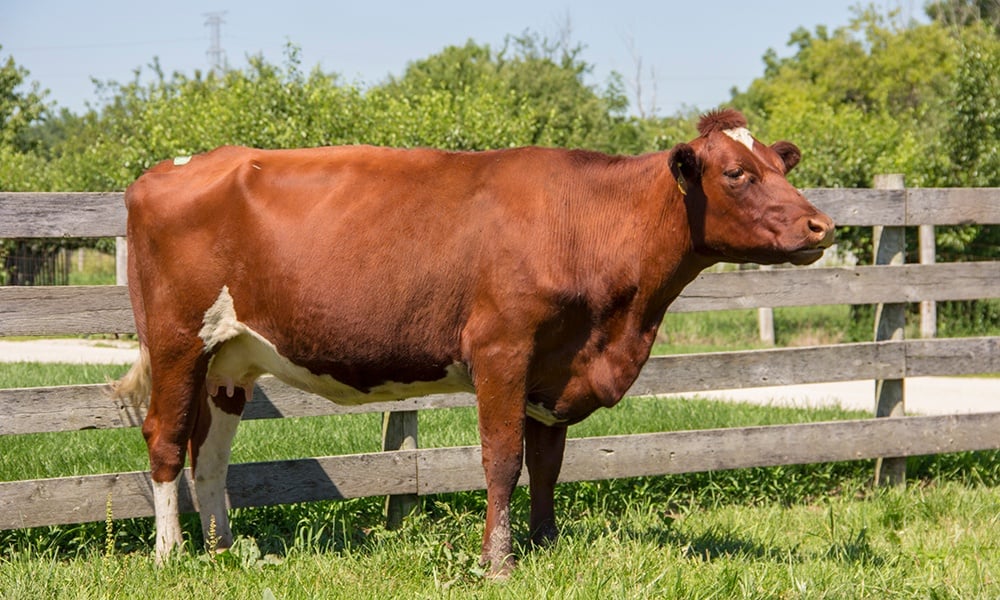 <p>They were formerly known as Durhams. Originally a dual- purpose breed, bred for both milk and meat production.</p>