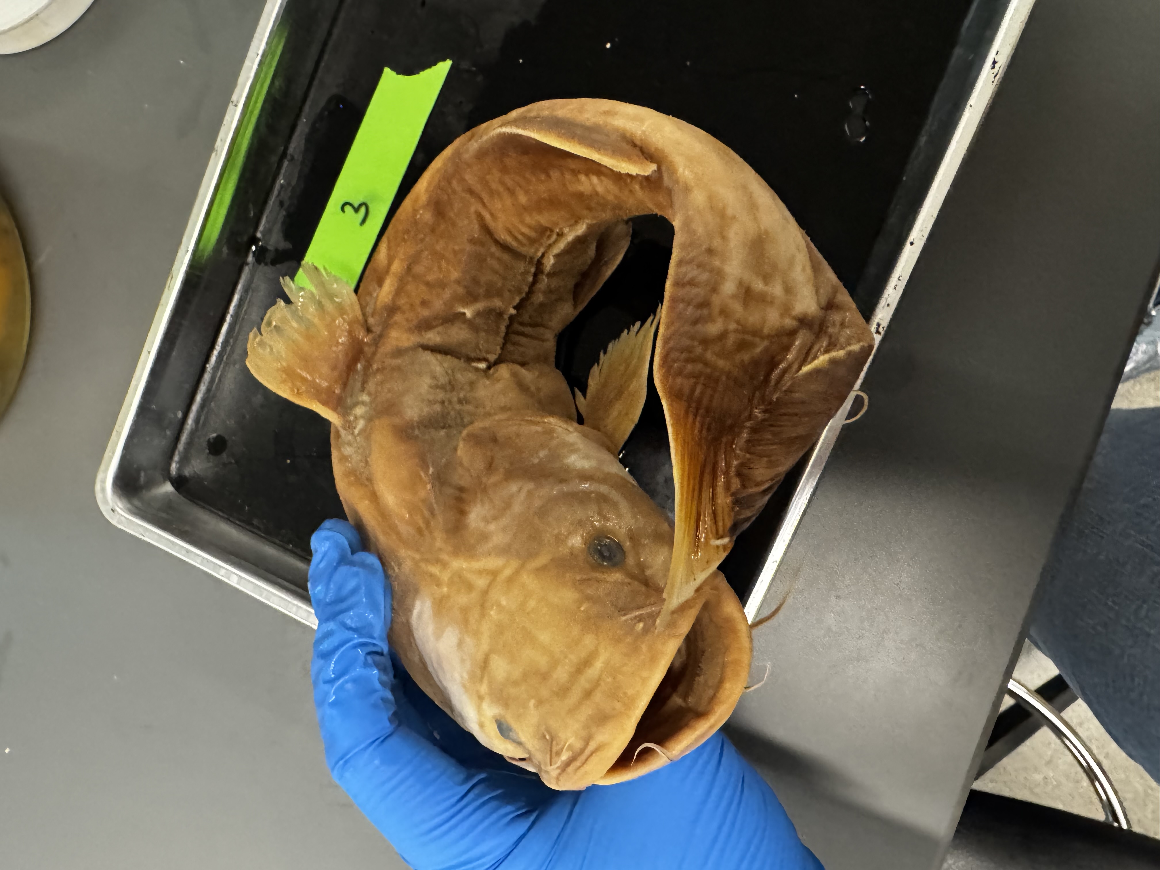 <p>Family:</p><p>Species:</p><p>Scientific:</p>