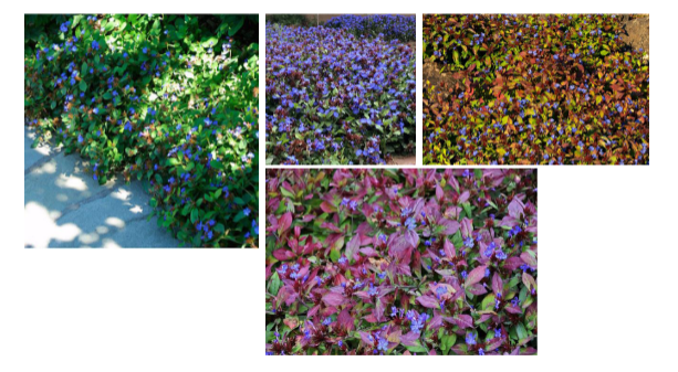 -bright blue flowers
-can be low to the ground and spread