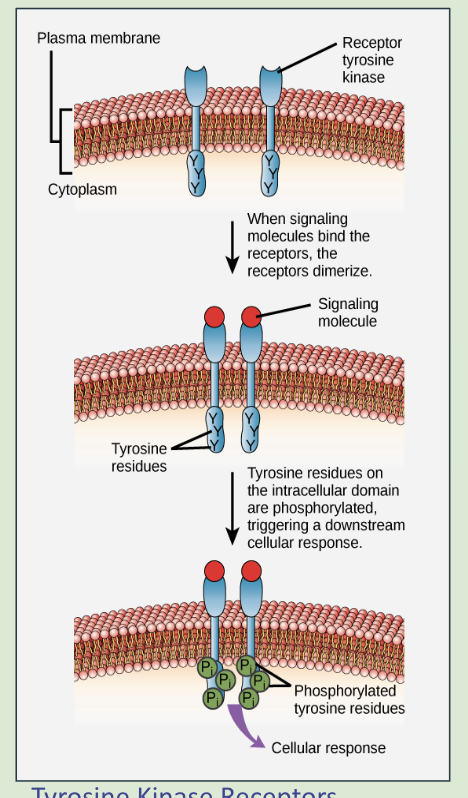 <p>are a group of transmembrane receptor proteins that activate kinase enzymes.</p><ul><li><p>have an extracellular ligand binding site, with tyrosine kinase sections within the cytoplasm of a cell</p></li><li><p>The intracellular tyrosine kinases of the protein receptor are enzymes that catalyse the phosphorylation of itself.</p></li><li><p>*Phosphorylation is the addition of a phosphate to a molecule.</p></li><li><p><span style="background-color: transparent;"><span>The hormone insulin binds to a tyrosine kinase receptor.</span></span></p></li><li><p>This initiates a sequence of reactions leading to vesicles containing glucose transporters moving  to the plasma membrane.</p></li></ul><p></p><p></p><p></p>