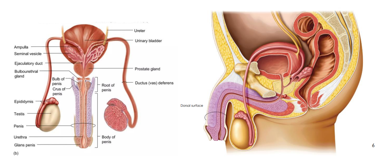 <p>- spermatogenesis is best few degrees below body temp hence testes is outside body</p>