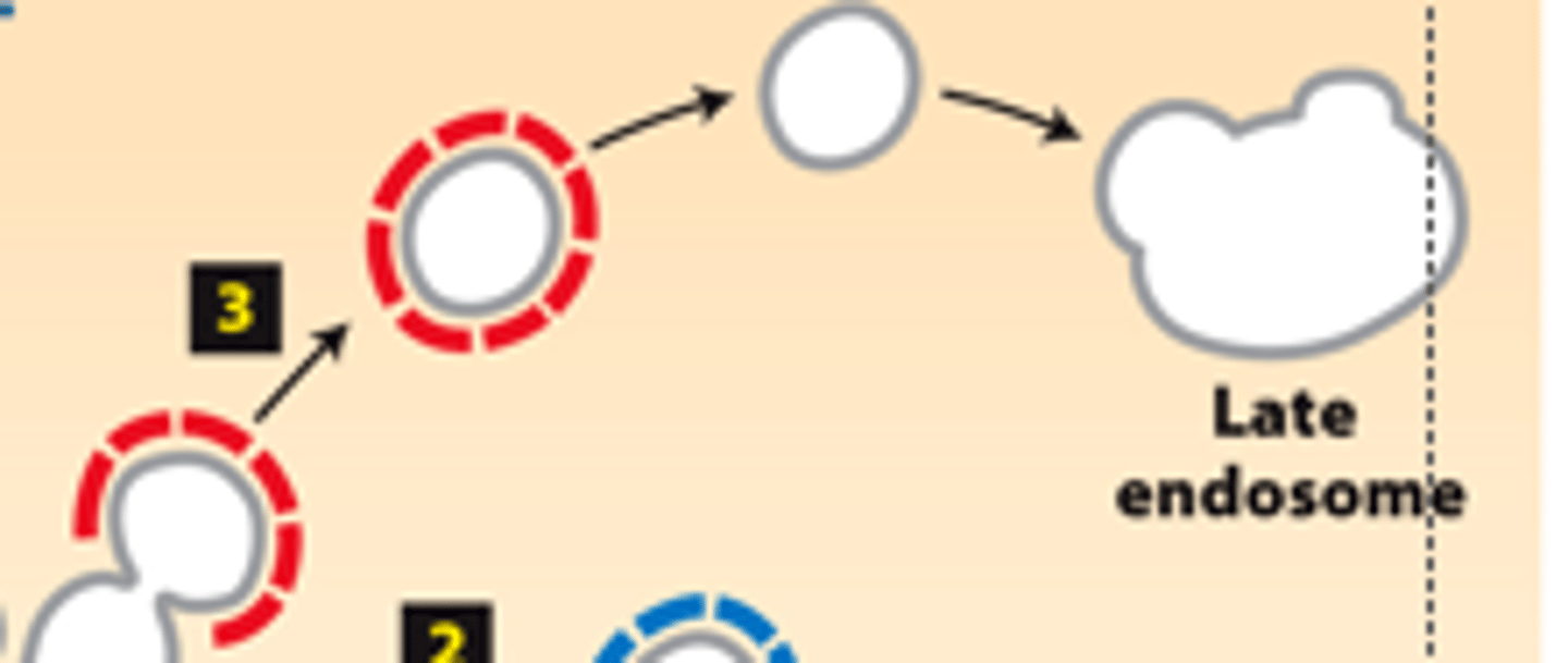 <p>five destinations trans-golgi complex sorts into for transport: (+AP2) transport lysosomal enzymes to late endosomes for eventual delivery to lysosomes</p>