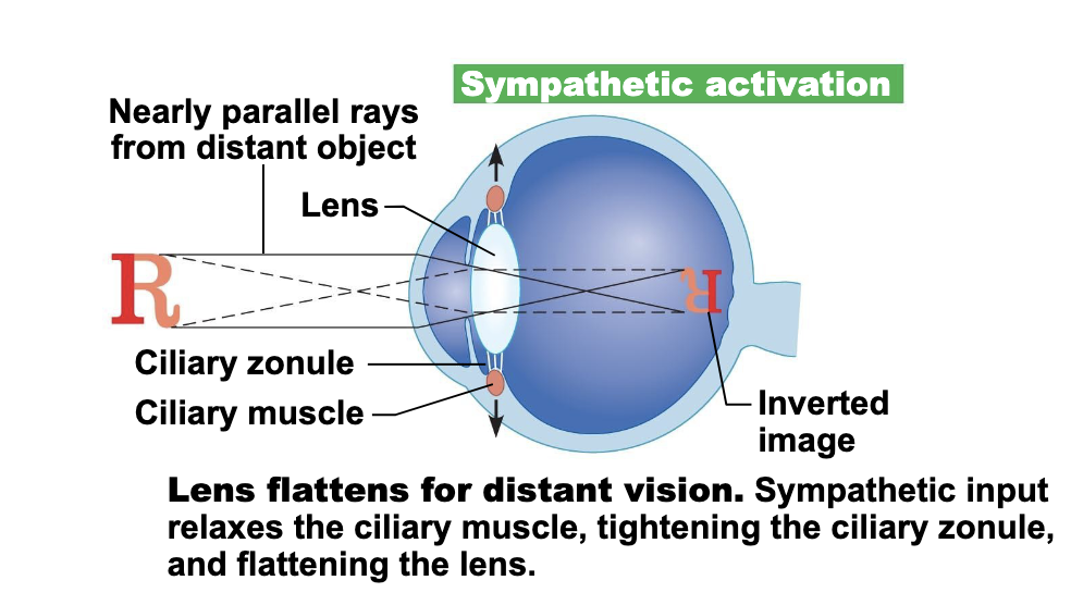 <p><span>Lens flattens for distant vision. </span></p>