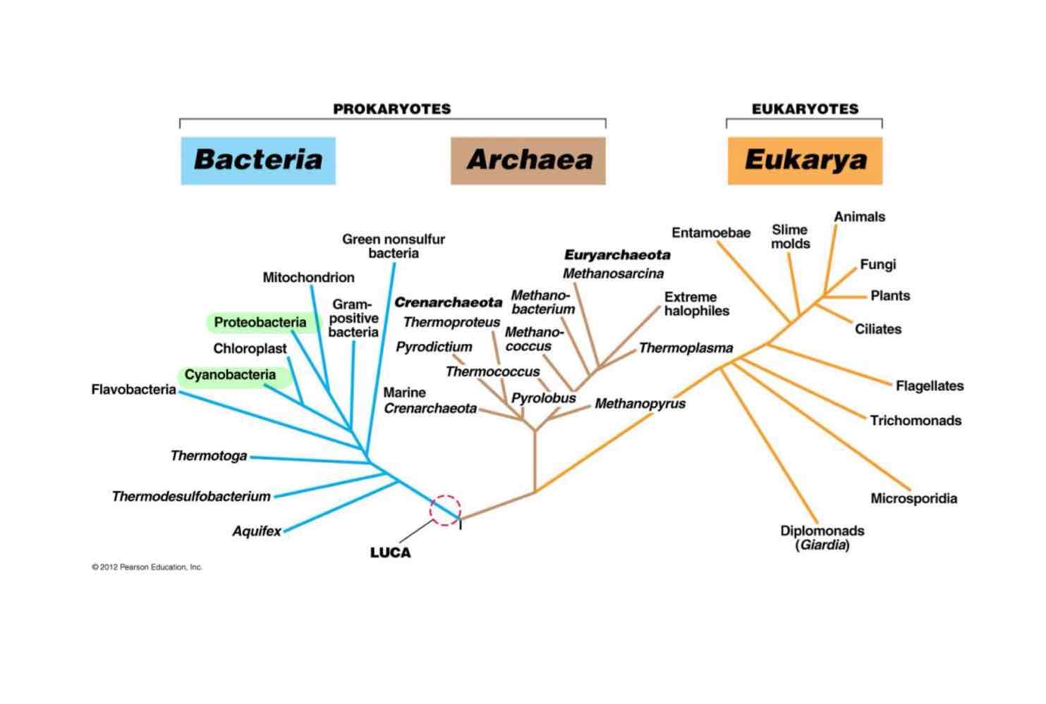 <p>For mitochondria, the genus <em>Rickettsia </em>from the phylum <em>Proteobacteria</em>. For chloroplasts, the phylum <em>Cyanobacteria</em>.</p>