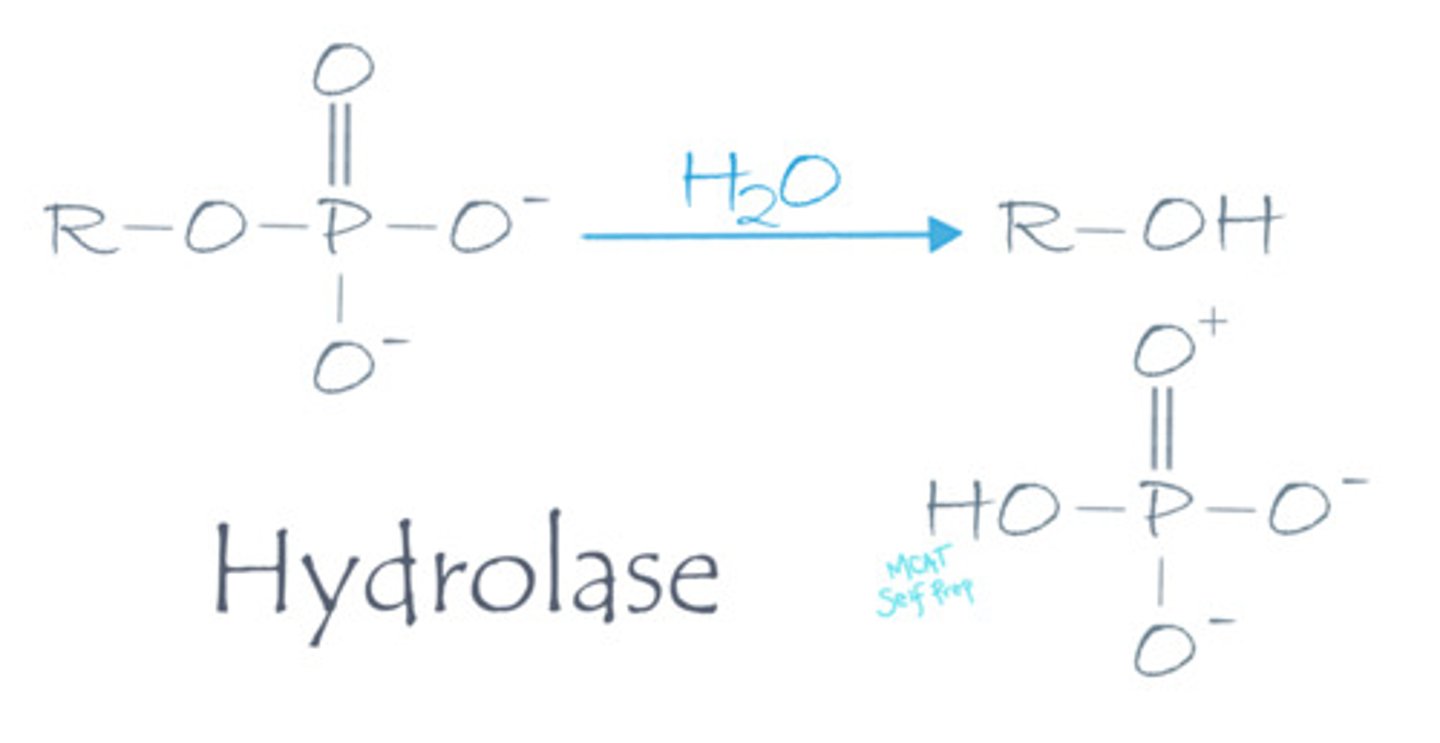 <p>Hydrolase enzymes cleave a molecule into two separate molecules using water as a substrate.</p>