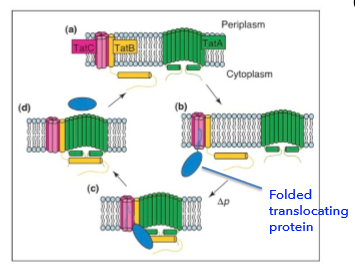 <ol><li><p>no protein substate; TatA and TatBC are separate</p></li><li><p>Twin Arg binds to and is recognized by by TatBC</p></li><li><p>Binding to TatBC triggers TatA polymerization, creating the protein translocating complex.</p></li><li><p>Protein is translocated, energy is from PMF</p></li><li><p>TatA and TatBC dissociate.</p></li></ol><p></p>