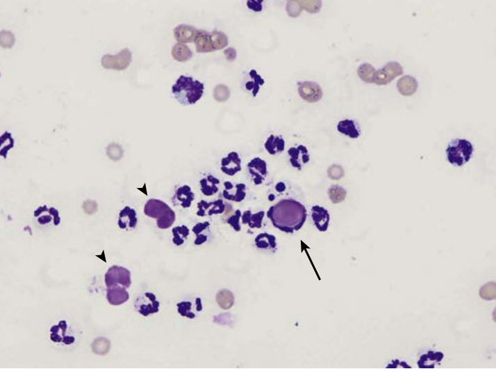 term image