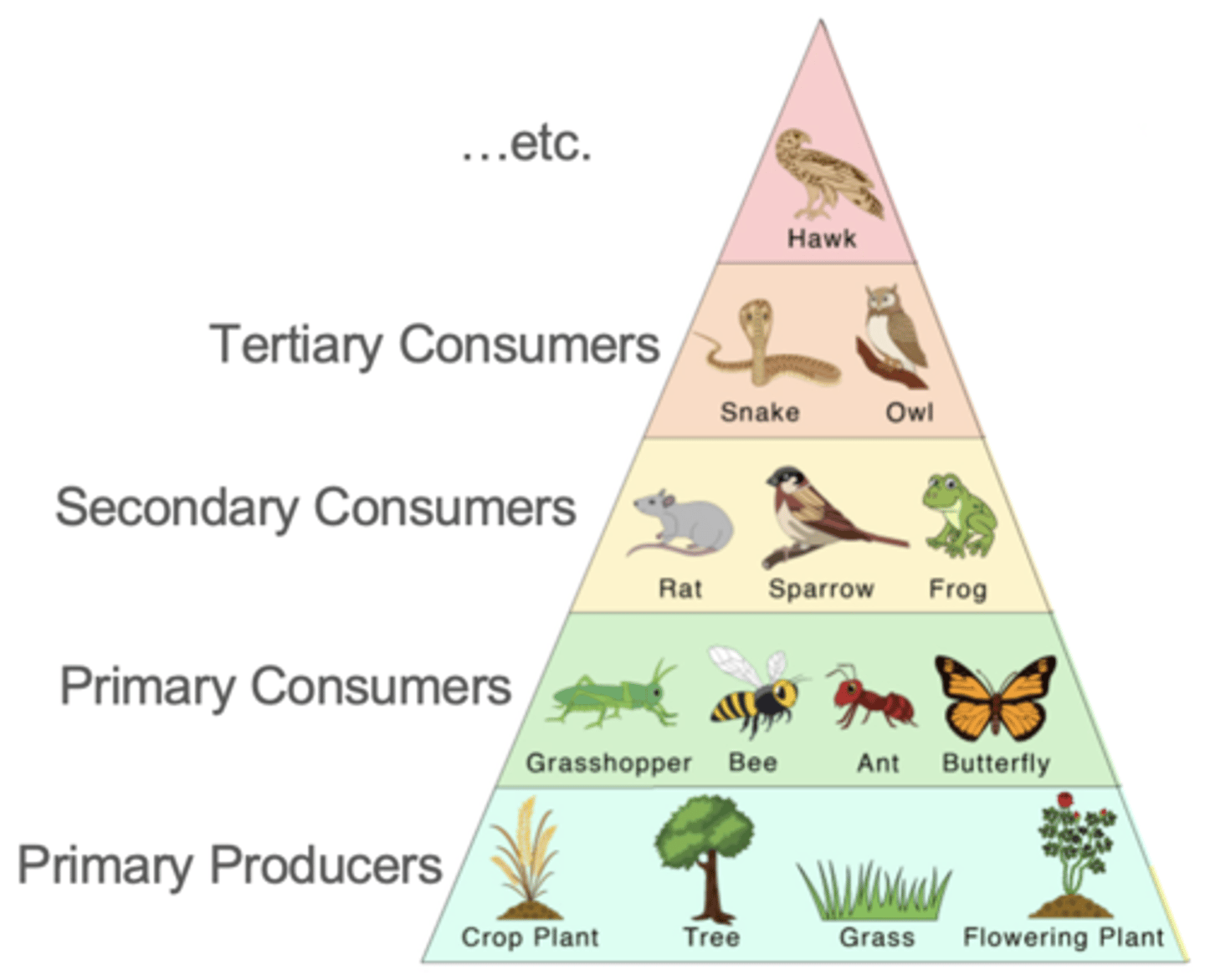 <p>a diagram showing how energy decreases at each feeding level in an ecosystem</p>