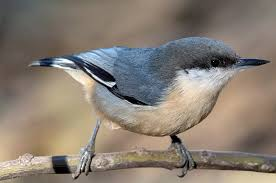 <p><em>Pygmy </em>Nuthatch </p>