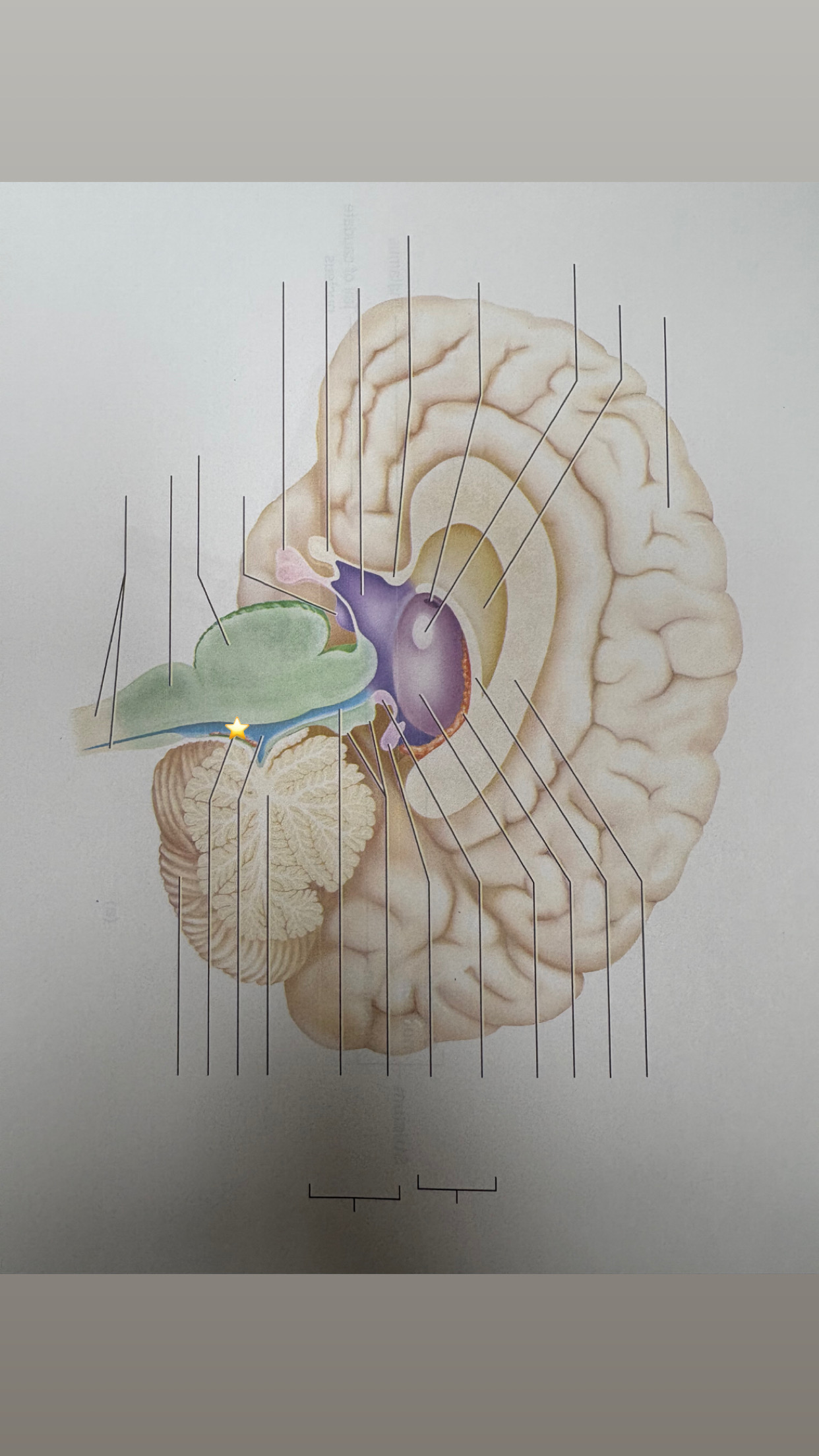 <p>name the starred structure</p>