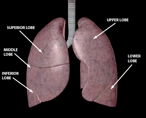 <p>2 (one per lung) bottom section of lungs</p>